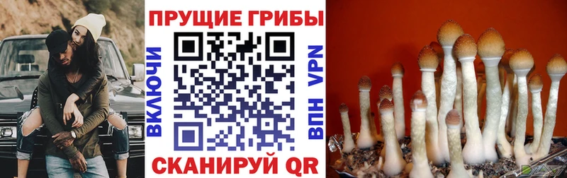 купить сайты Невинномысск Галлюциногенные грибы Psilocybe